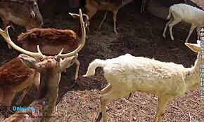 Bangkok couple shows off big tits in homemade clip.